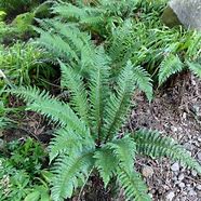 Image result for Polystichum aculeatum