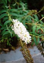 Image result for Buddleia davidii Nanho White