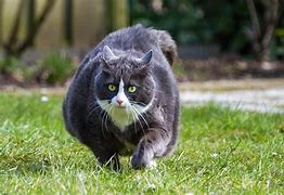 Image result for Fat Chonky Cat
