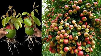 Image result for What Is Apple Orange Grafting