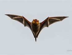 Image result for Bats in the Sky Northeast