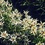 Image result for Leontopodium souliei Alpine White