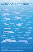 Image result for Whale Size Chart