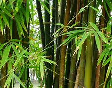 bamboo bamboo 的图像结果