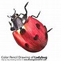 Image result for Cricket Insect Drawing Class 8