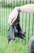 Image result for Black Flying Fox Cute