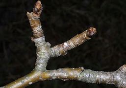 Image result for Pyrus communis Wijnpeer