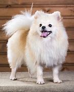 Image result for Small Dog Breeds Puppies