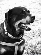 Image result for Bully Max Rottweiler