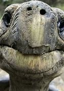Image result for Tortoise Face Funny