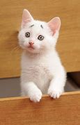 Image result for Confused Kitty