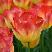 Tulipa Suncatcher के लिए छवि परिणाम