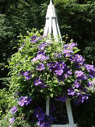 Image result for Clematis On Trellis