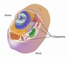 Image result for citoplasma