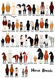 Image result for Horse Breeds Chart