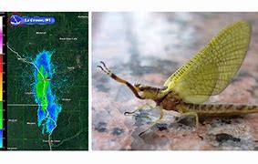 Image result for Mayfly Swarm