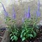 Image result for Veronica spicata Glory ® (ROYAL CANDLES)