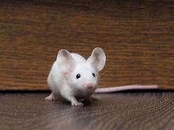 Image result for Round Mouse Cute