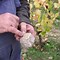 Image result for Pepiere Vin Pays Loire Atlantique Cuvee Granit