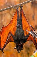 Image result for Flying Foxes Bat