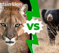 Image result for Lions-Bears Meme