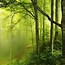 Image result for Forest Green Beautiful Nature