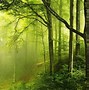 Image result for Dark Green Forest Desktop Wallpaper