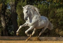 Image result for Aztex Horse
