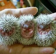 Image result for Cute Baby Porcupine
