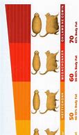 Image result for Cat Size Chart OH Lawd He Comin