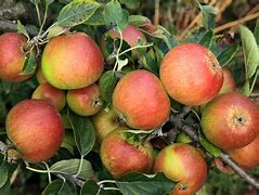 Image result for Apple Tree with Two Apple's
