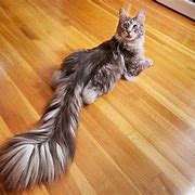 Image result for Largest House Cat