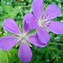 Image result for Geranium Nimbus