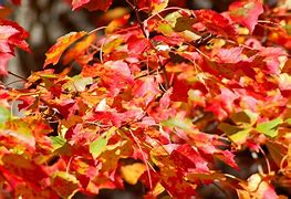 Image result for Best Fall Color Maple Tree
