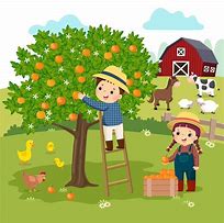 Image result for Picking Fruit Cartoon