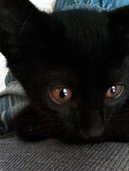 Image result for Black Cat with Brown Eyes