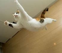Image result for Cat Flying Over Shed