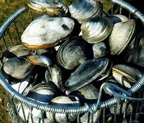 Image result for Quahog vs Clam