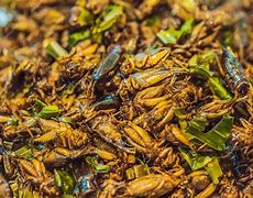 Image result for Fried Crickets Thailand