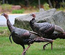 Image result for Female Turkey Meme