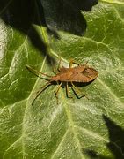 Image result for Garden Pests Insects