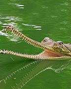 Image result for 7 Crocodiles