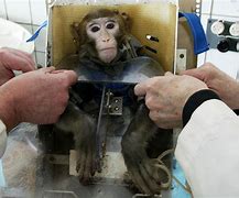 Image result for Animal Testing On Monkeys