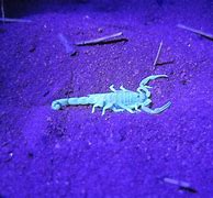 Image result for Scorpion Under Black Light