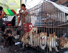 Image result for Chinese Dog Market