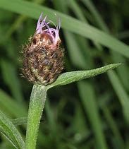 Image result for Centaurea pestalozzae