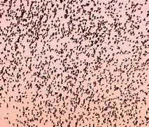 Image result for Bats in the Sky Flock