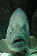Image result for Big Fish Selfies
