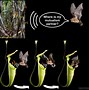 Image result for Flores Woolly Bat
