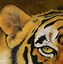 Image result for Tiger Using Its Super Sense